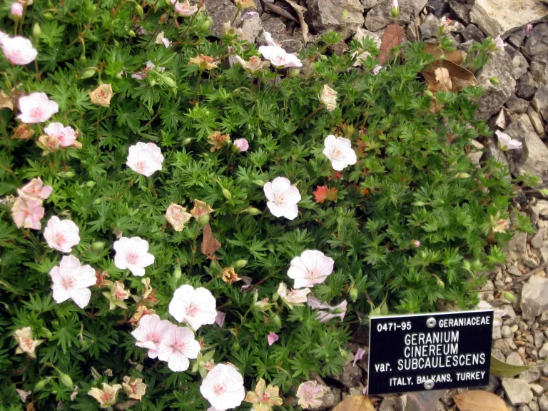 Geranium 'Cinereum'
