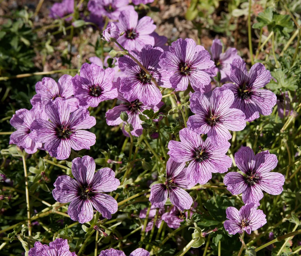 Geranium ‘Cinereum’ (Geranium 'Cinereum') – in a garden setting, plant photo