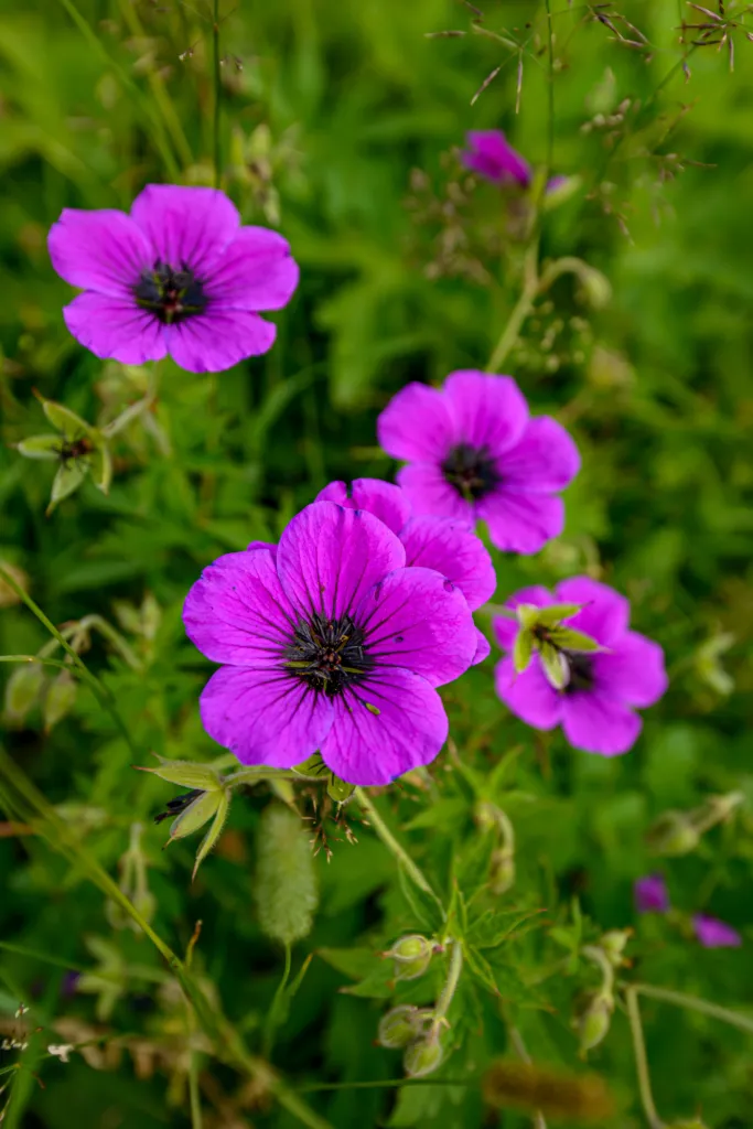 Geranium ‘Cinereum’ (Geranium 'Cinereum') – flowers in close-up, plant photo