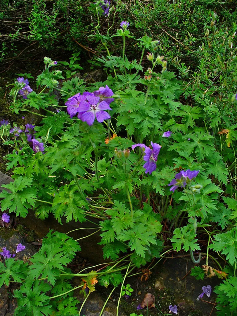Geranium ‘Cinereum’ (Geranium 'Cinereum') – in a garden setting, plant photo