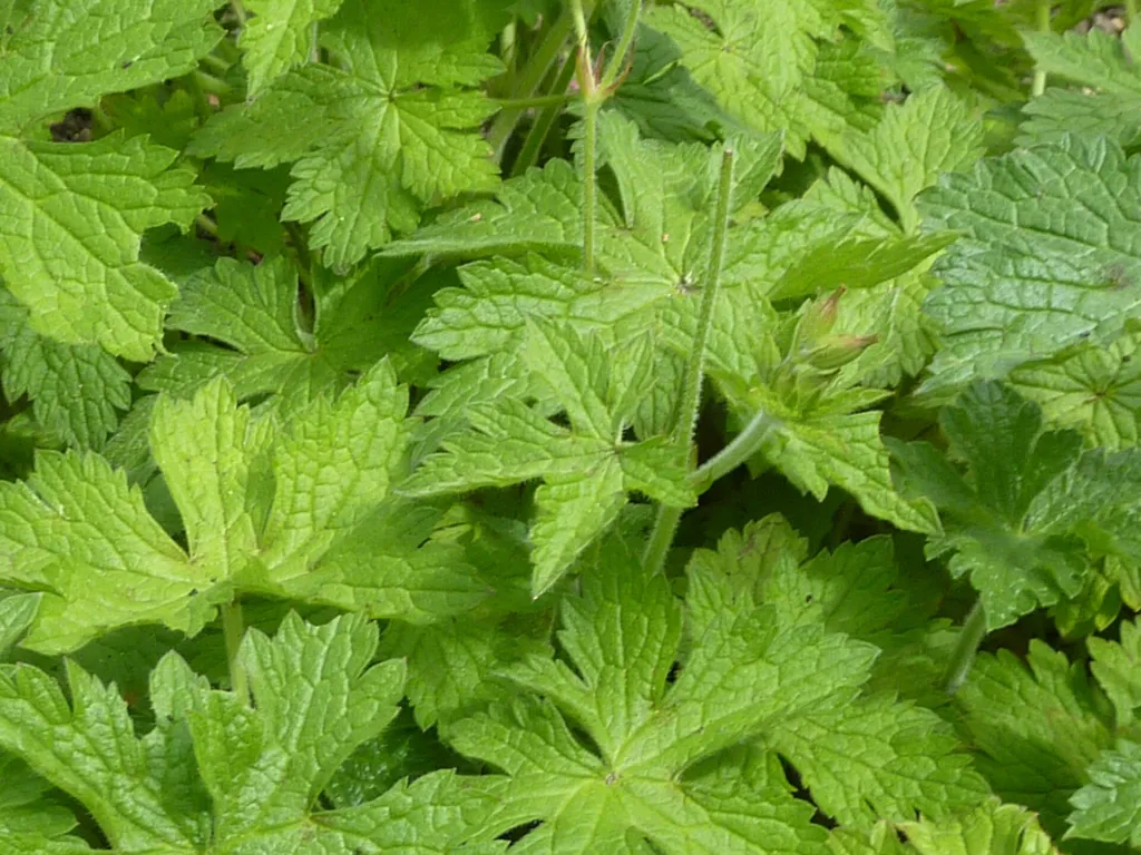 Baskenstorchschnabel (Geranium endressii) – Blätter und Triebe, Pflanzenfoto