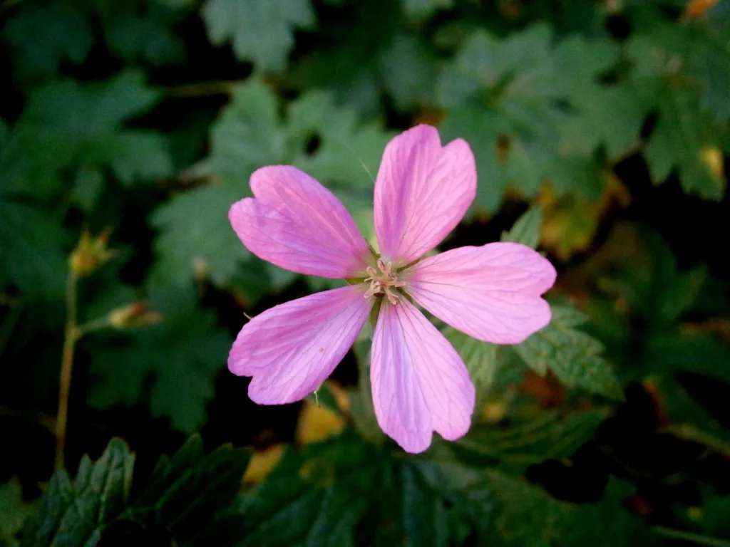 Baskenstorchschnabel (Geranium endressii) – Blüten in Nahaufnahme, Pflanzenfoto