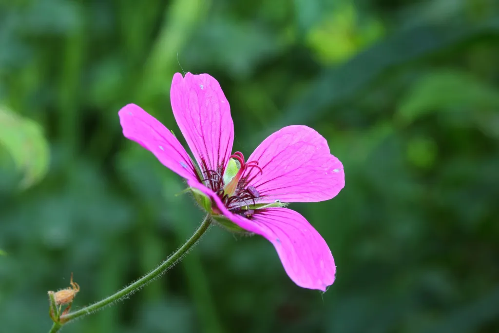 Baskenstorchschnabel (Geranium endressii) – im Garten, Pflanzenfoto