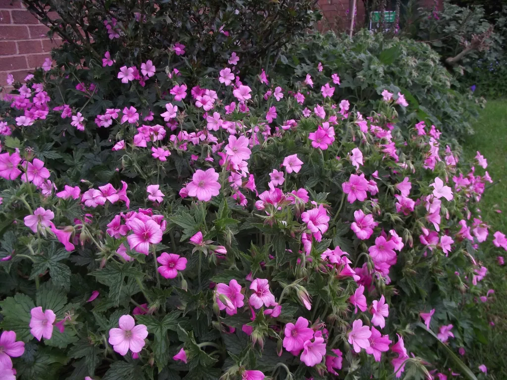 Baskenstorchschnabel (Geranium endressii) – Blüten in Nahaufnahme, Pflanzenfoto