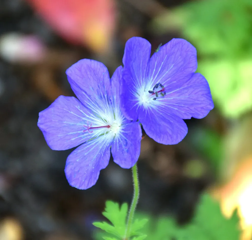 Himalayan Crane's-bill (Geranium himalayense) – in a garden setting, plant photo