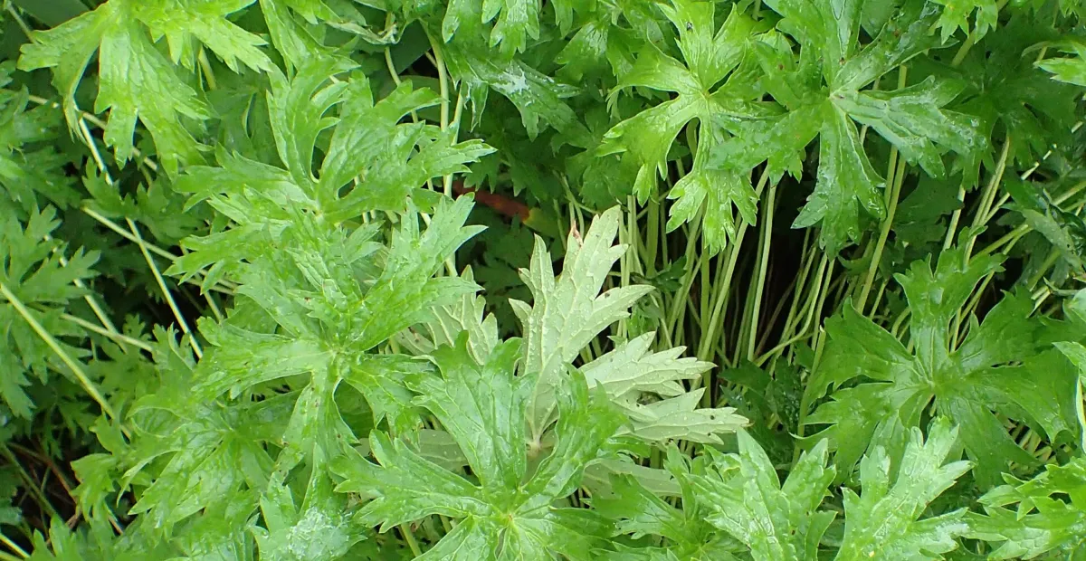 Himalayan Crane's-bill (Geranium himalayense) – plant photo