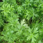 Himalayan Crane's-bill (Geranium himalayense) – plant photo