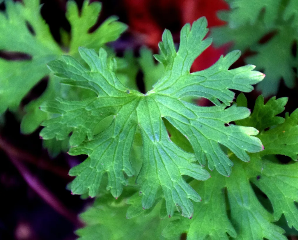 Himalayan Crane's-bill (Geranium himalayense) – in a garden setting, plant photo