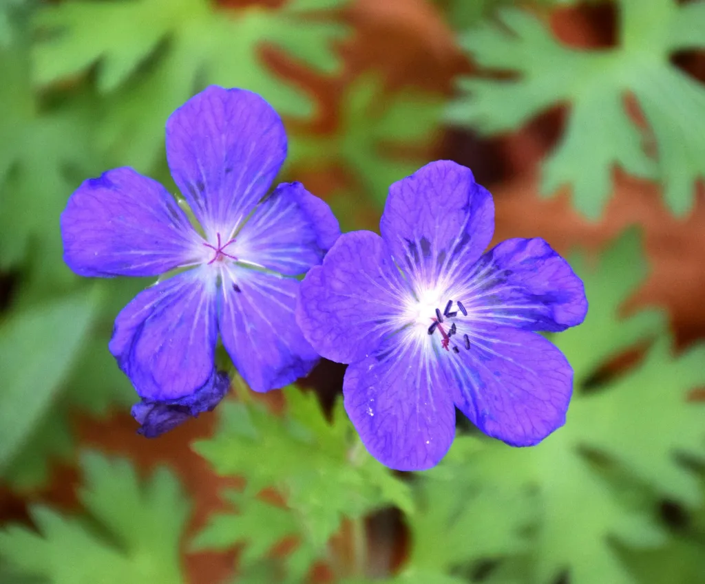 Himalayan Crane's-bill (Geranium himalayense) – in a garden setting, plant photo