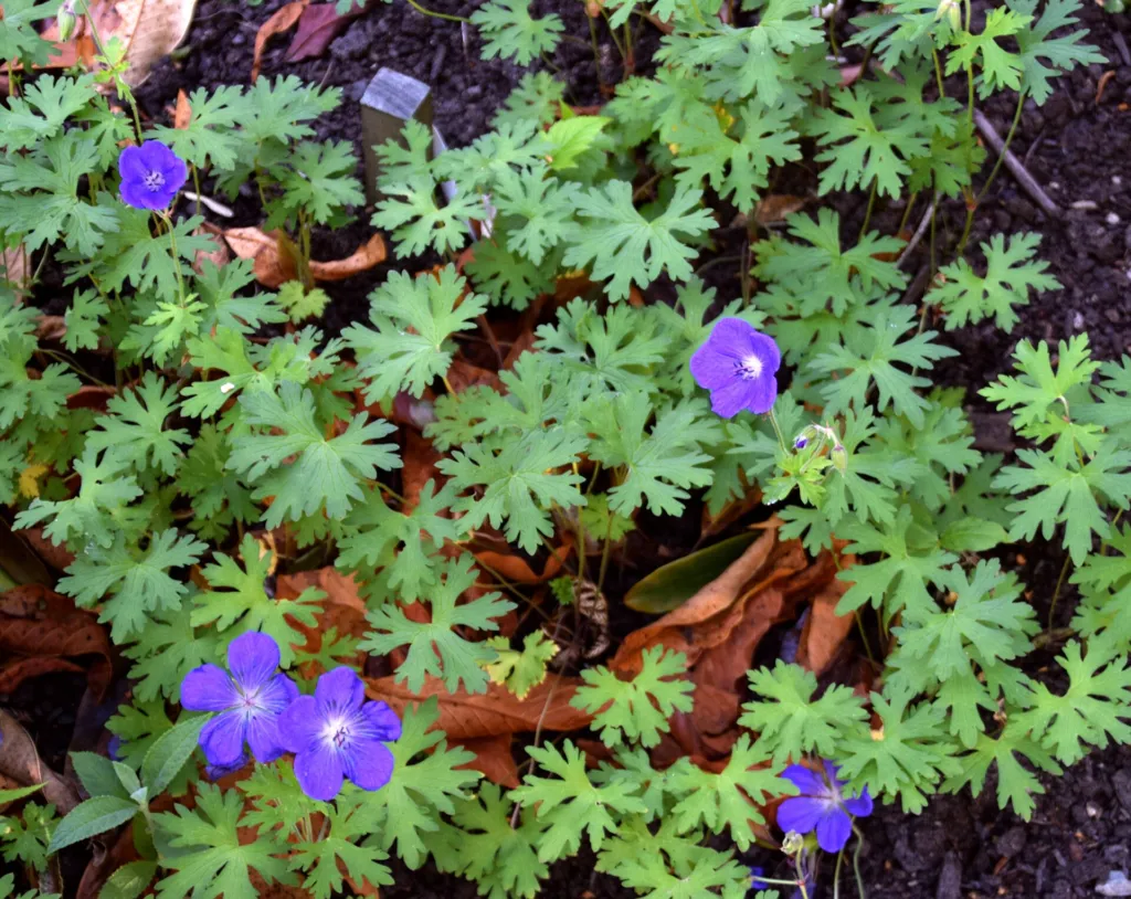 Himalayan Crane's-bill (Geranium himalayense) – in a garden setting, plant photo