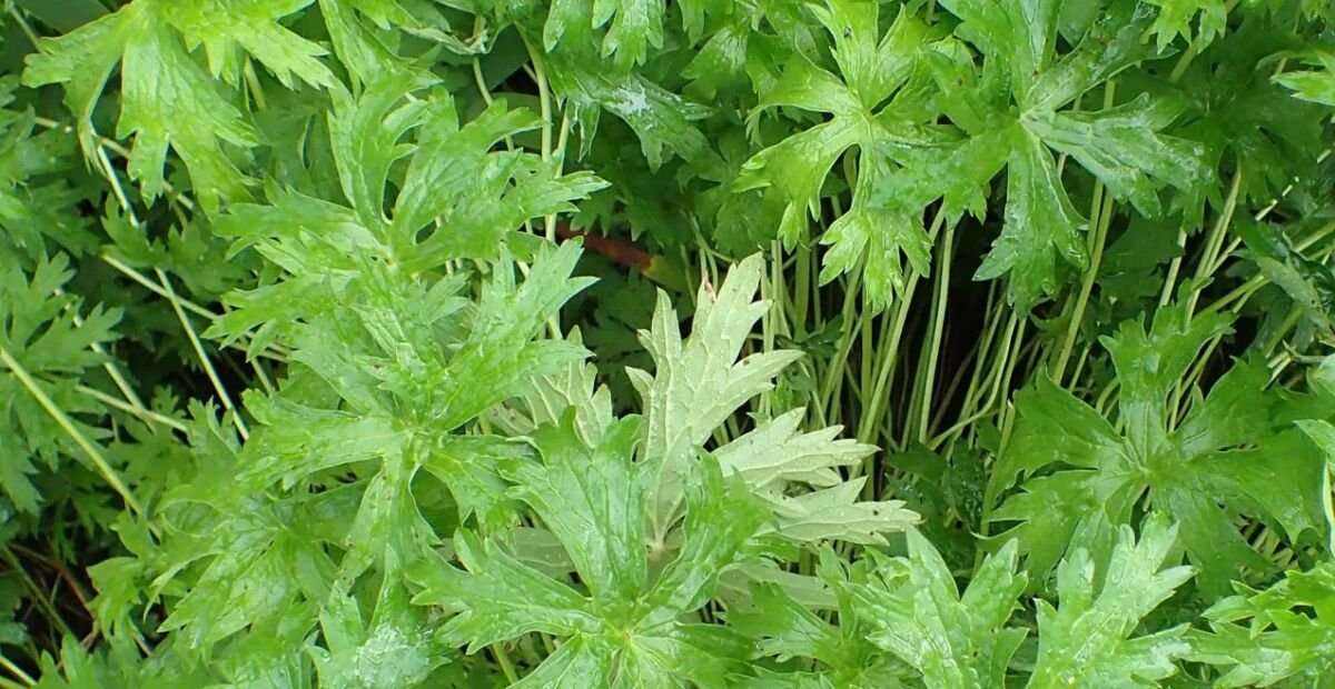 Geranium himalayense – fotografia rastliny