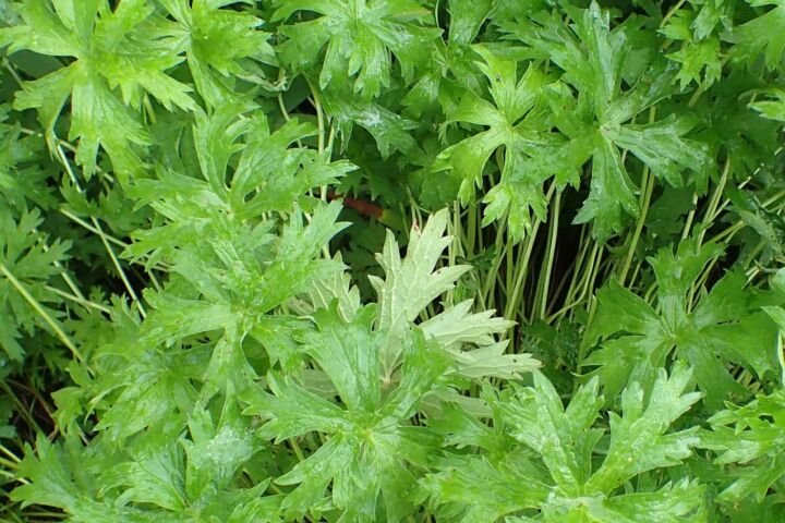 Geranium himalayense