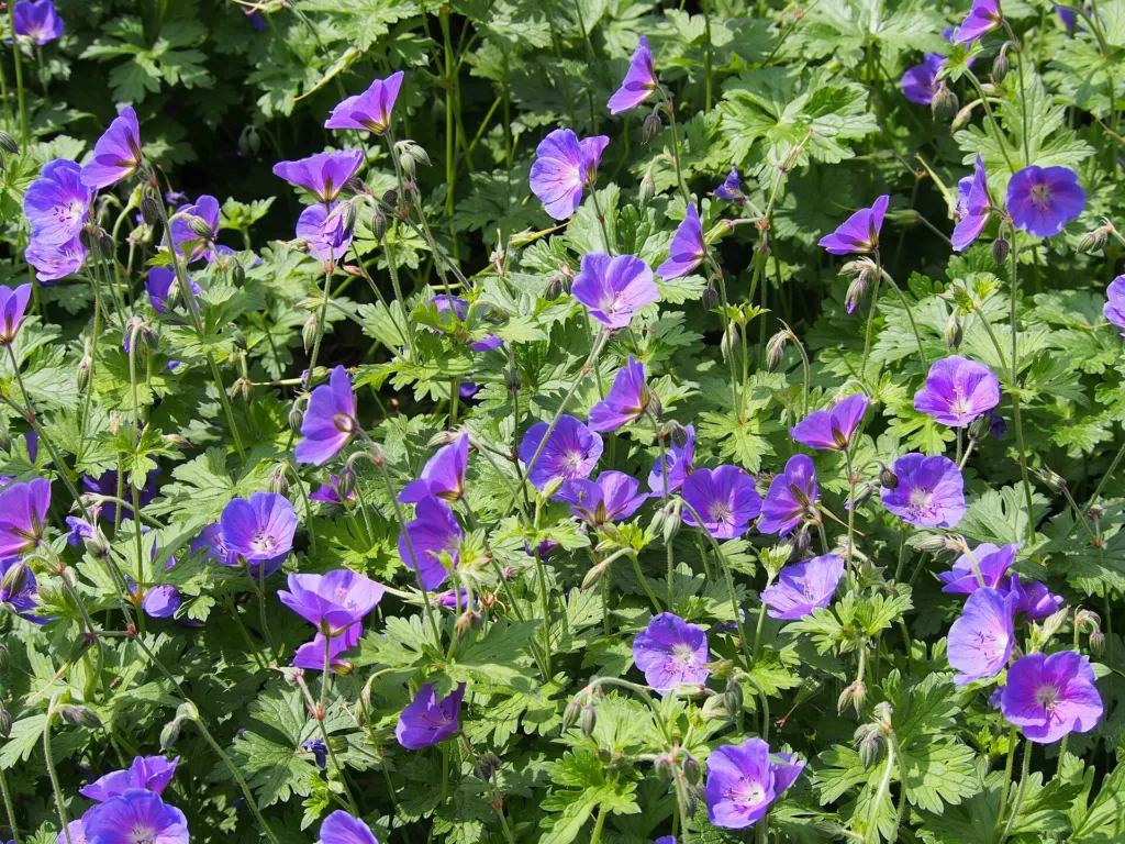 Pakost 'Johnson's Blue' (Geranium 'Johnson's Blue') – v záhrade, fotografia rastliny