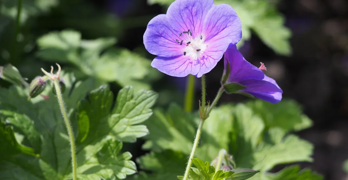 cranesbill (Geranium 'Johnson's Blue') – plant photo