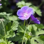 cranesbill (Geranium 'Johnson's Blue') – plant photo