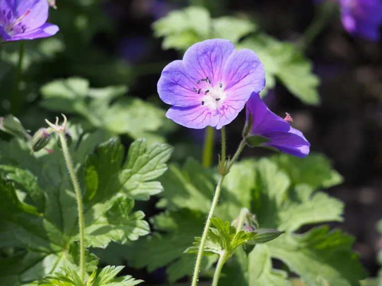 Geranium 'Johnson's Blue'