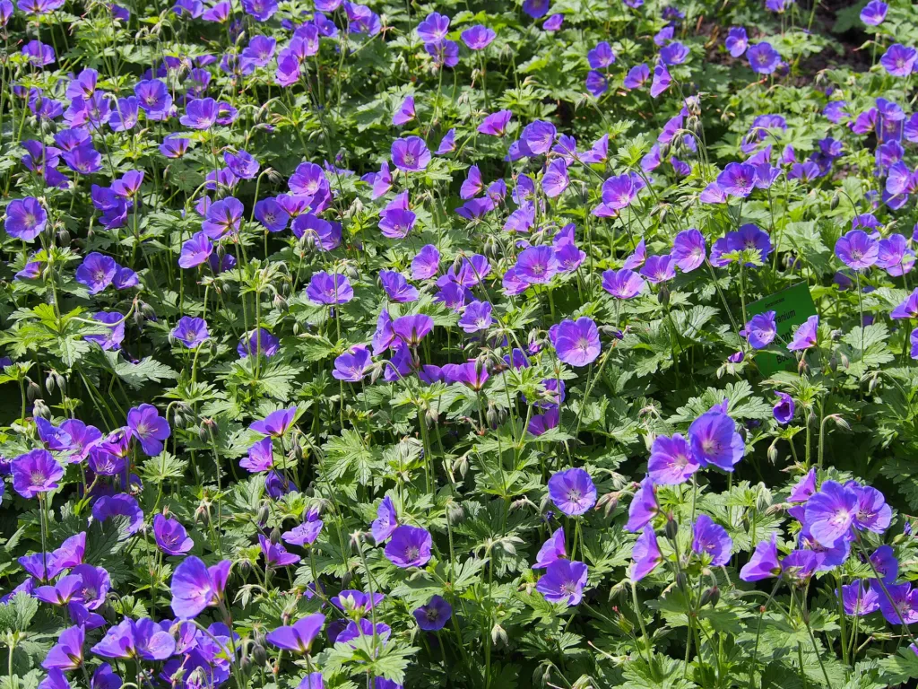 Pakost 'Johnson's Blue' (Geranium 'Johnson's Blue') – v záhrade, fotografia rastliny