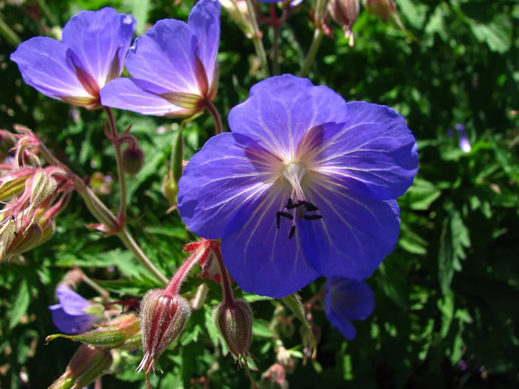 Pakost 'Johnson's Blue' (Geranium 'Johnson's Blue') – v záhrade, fotografia rastliny