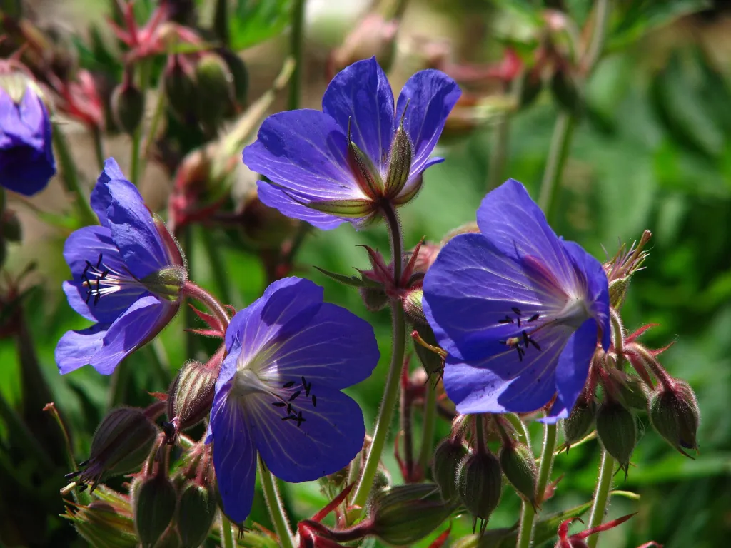 Pakost 'Johnson's Blue' (Geranium 'Johnson's Blue') – v záhrade, fotografia rastliny