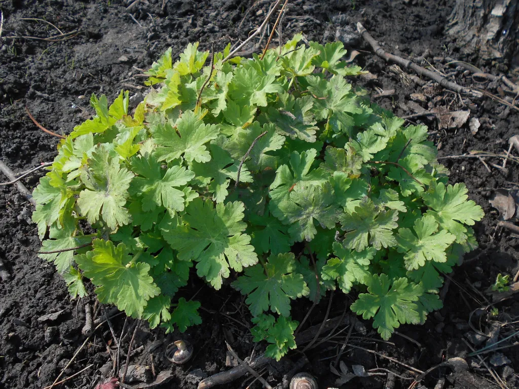 Balkan-Storchschnabel (Geranium 'Macrorrhizum') – im Garten, Pflanzenfoto