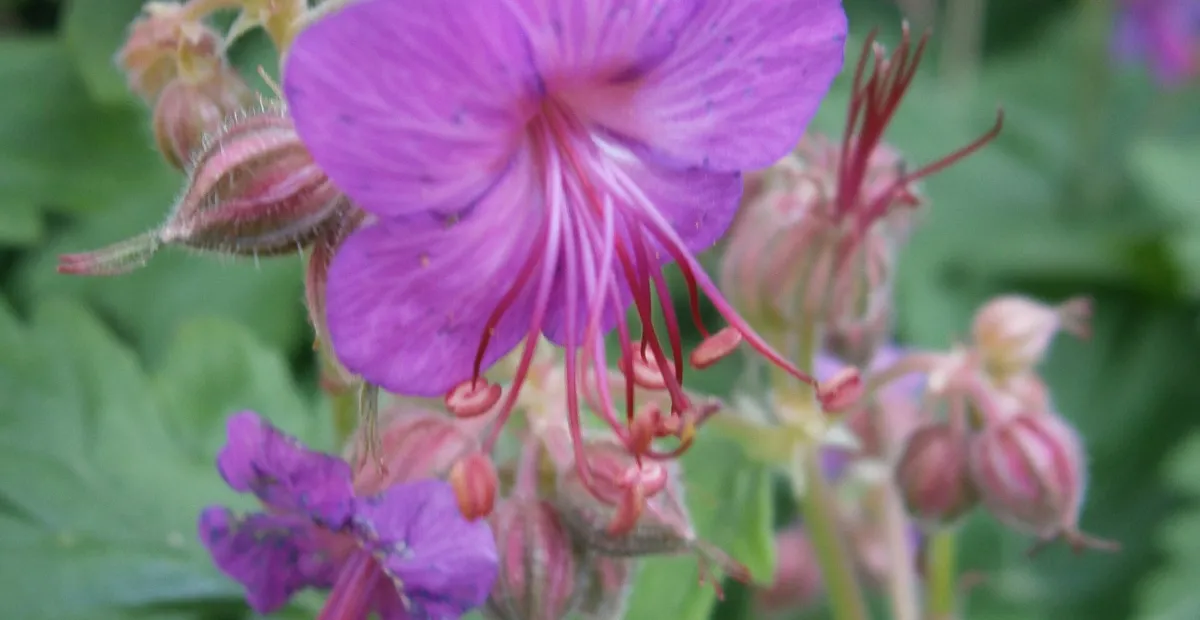 Geranium 'Macrorrhizum' – plant photo