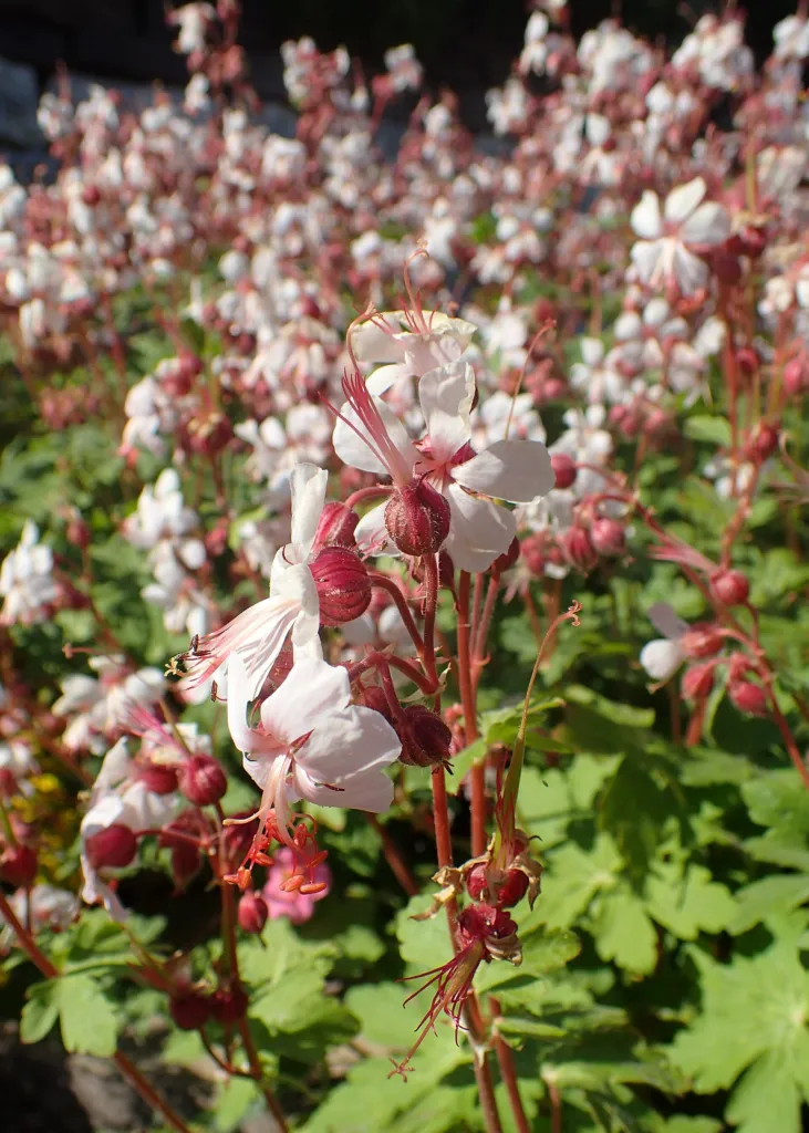 Balkan-Storchschnabel (Geranium 'Macrorrhizum') – im Garten, Pflanzenfoto