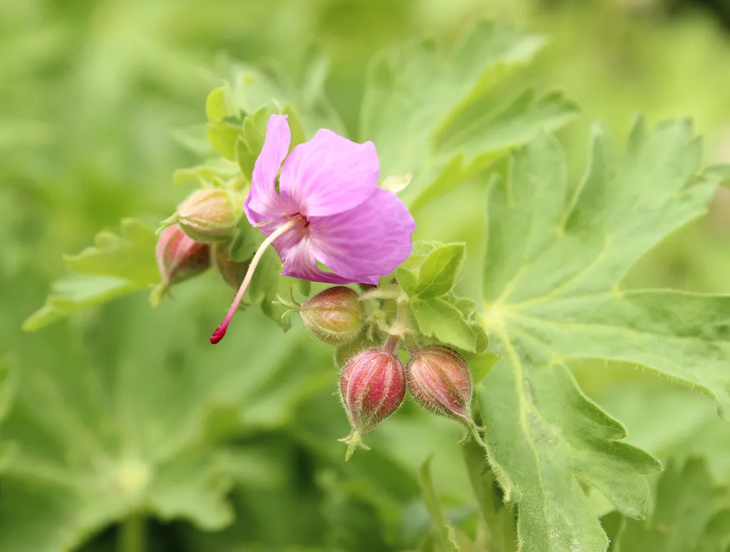 Balkan-Storchschnabel (Geranium 'Macrorrhizum') – im Garten, Pflanzenfoto