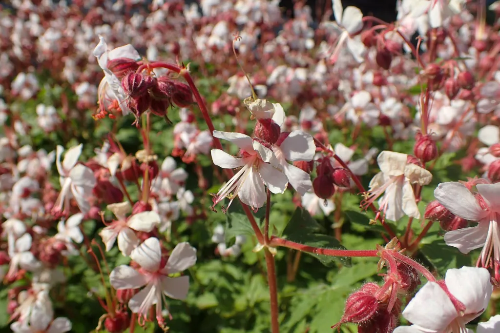 Balkan-Storchschnabel (Geranium 'Macrorrhizum') – im Garten, Pflanzenfoto