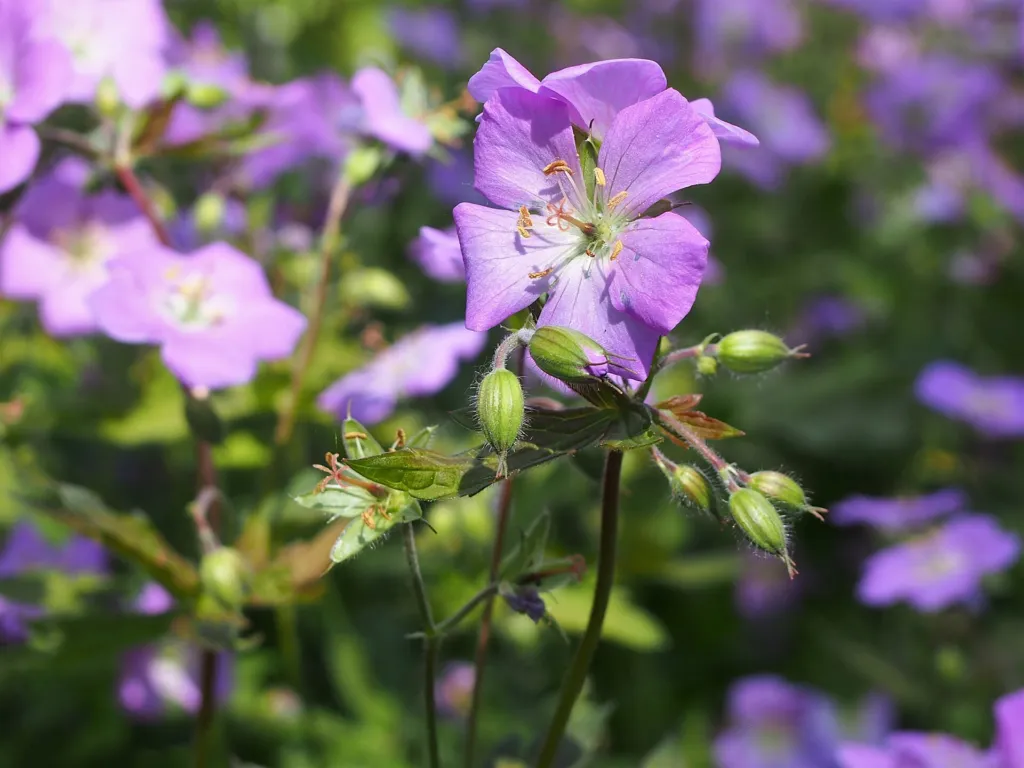 Gefleckter Storchschnabel (Geranium maculatum) – im Garten, Pflanzenfoto