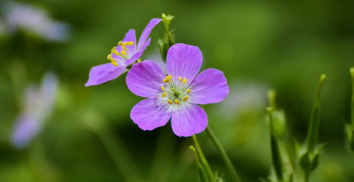 Spotted Geranium (Geranium maculatum) – plant photo