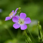 Spotted Geranium (Geranium maculatum) – plant photo