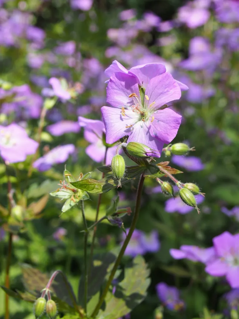 Gefleckter Storchschnabel (Geranium maculatum) – im Garten, Pflanzenfoto