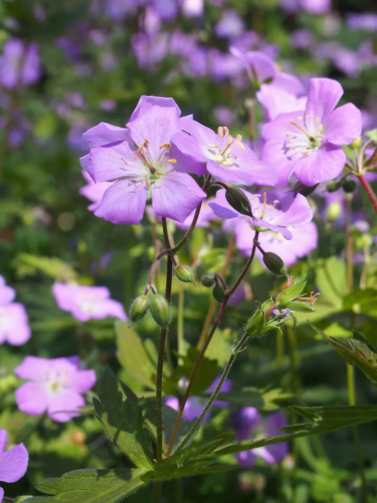 Gefleckter Storchschnabel (Geranium maculatum) – im Garten, Pflanzenfoto