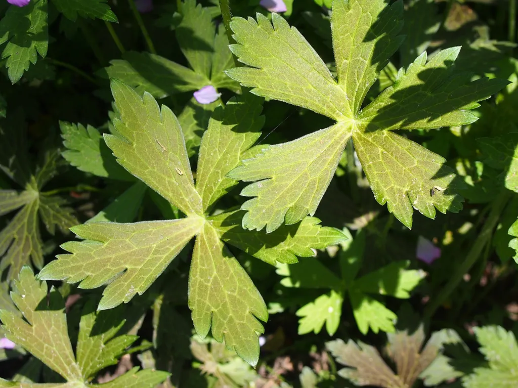 Gefleckter Storchschnabel (Geranium maculatum) – im Garten, Pflanzenfoto