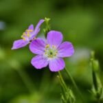 Geranium maculatum – pestovanie a starostlivosť (Geranium maculatum) – fotografia rastliny