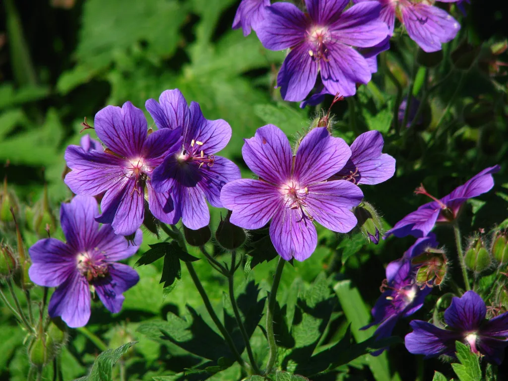 Pracht-Storchschnabel (Geranium magnificum) – im Garten, Pflanzenfoto