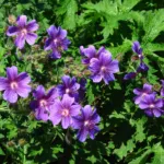 Geranium x magnificum (Geranium magnificum) – plant photo