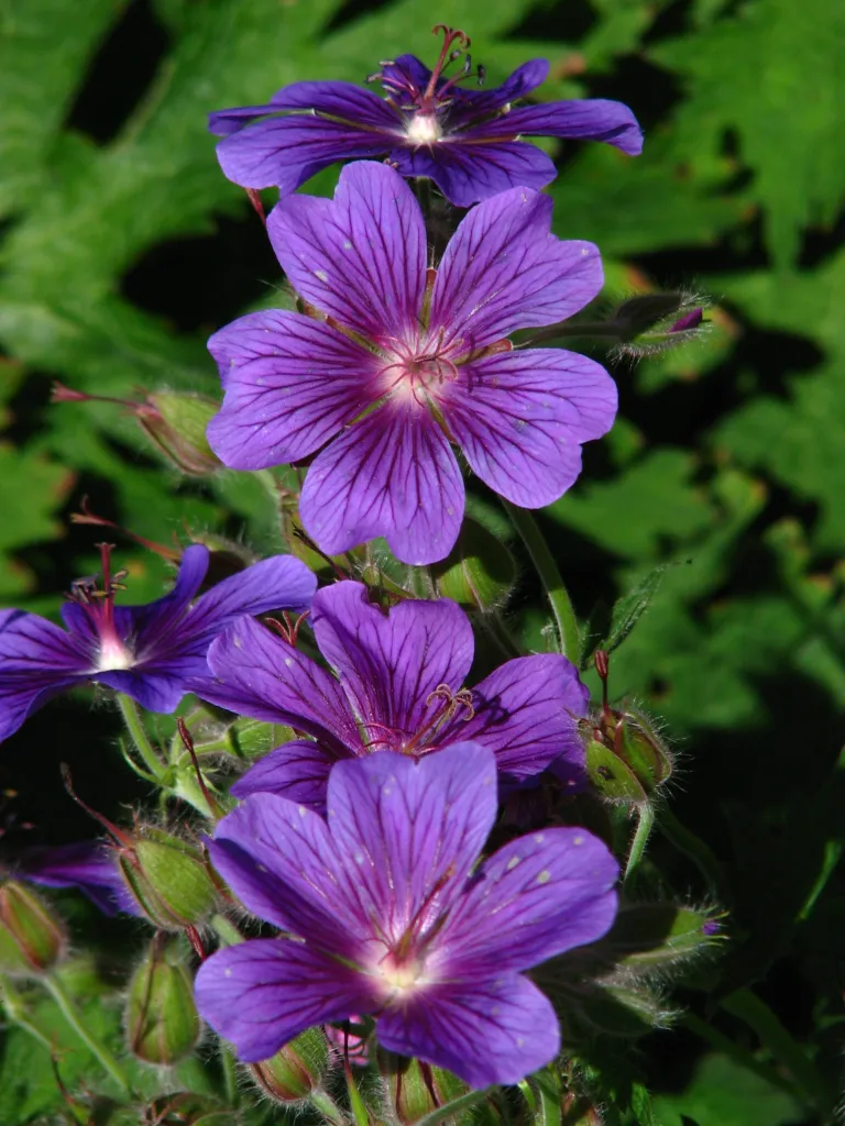 Pracht-Storchschnabel (Geranium magnificum) – im Garten, Pflanzenfoto