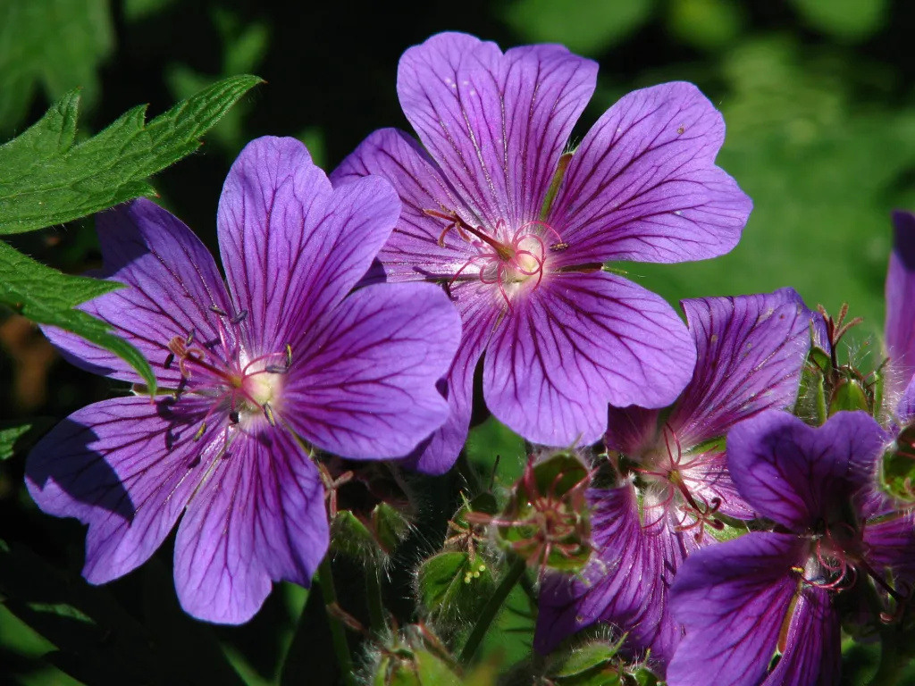Pracht-Storchschnabel (Geranium magnificum) – im Garten, Pflanzenfoto