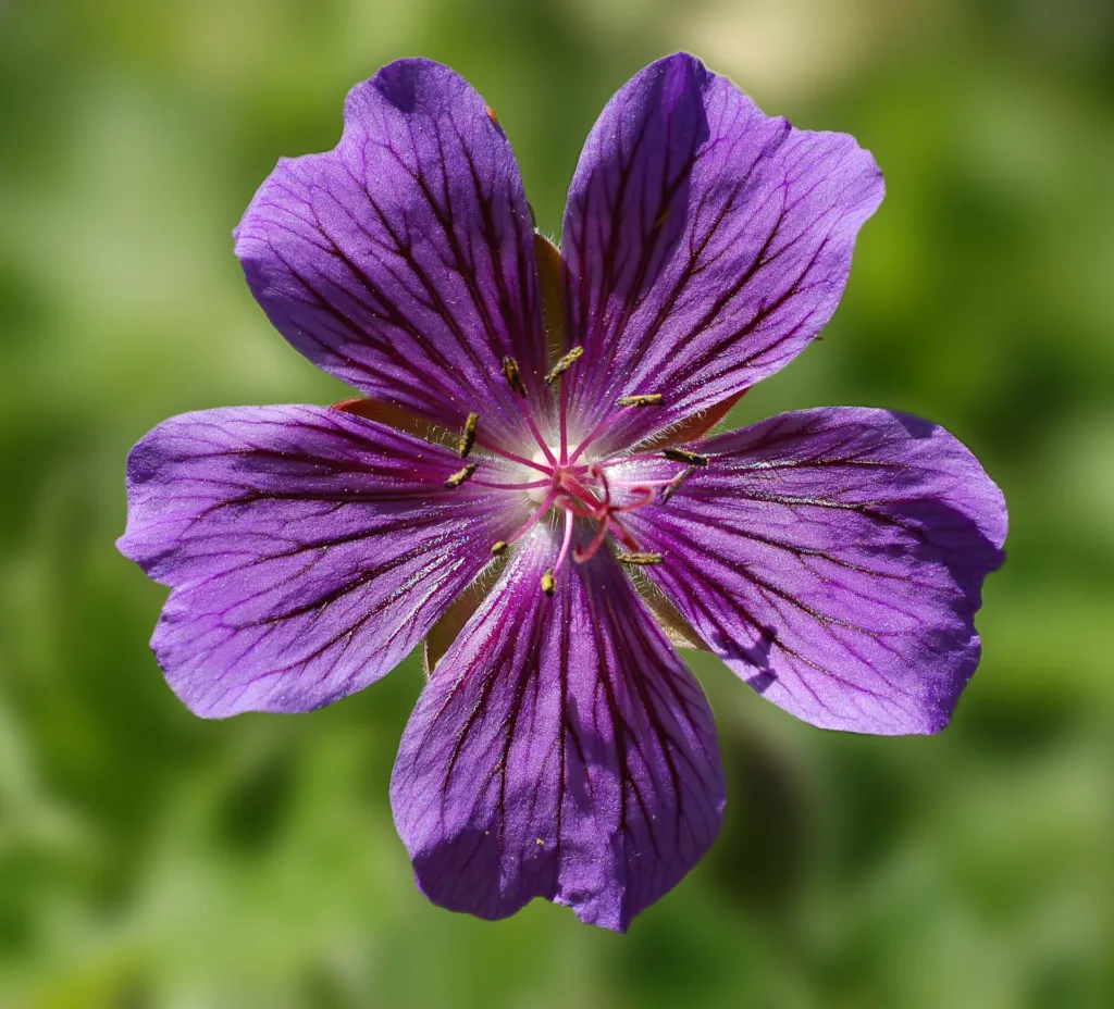 Pracht-Storchschnabel (Geranium magnificum) – Blüten in Nahaufnahme, Pflanzenfoto