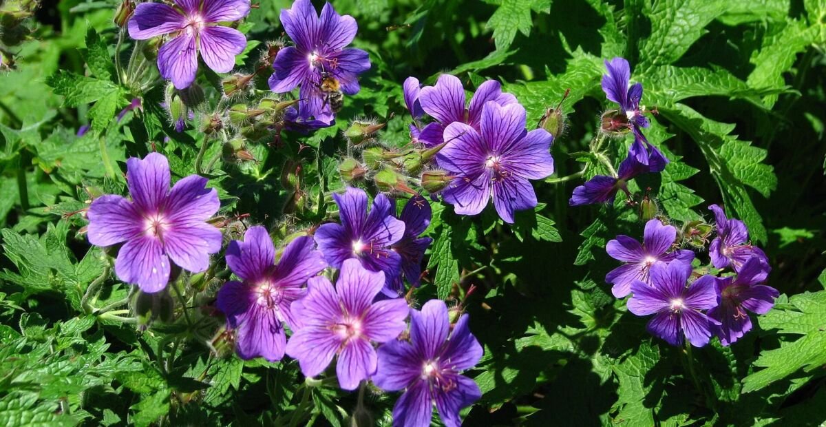 Geranium magnificum – fotografia rastliny