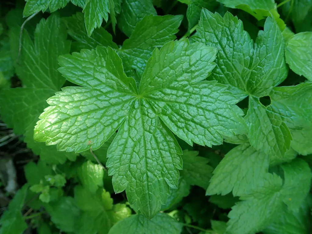 Knotiger Storchschnabel (Geranium nodosum) – im Garten, Pflanzenfoto