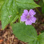 Knotted Crane's-bill (Geranium nodosum) – plant photo