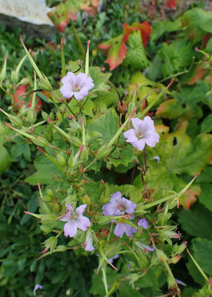 Knotiger Storchschnabel (Geranium nodosum) – im Garten, Pflanzenfoto