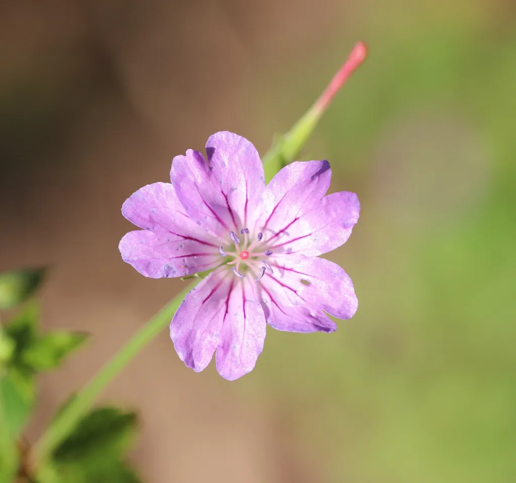 Knotiger Storchschnabel (Geranium nodosum) – Blüten in Nahaufnahme, Pflanzenfoto