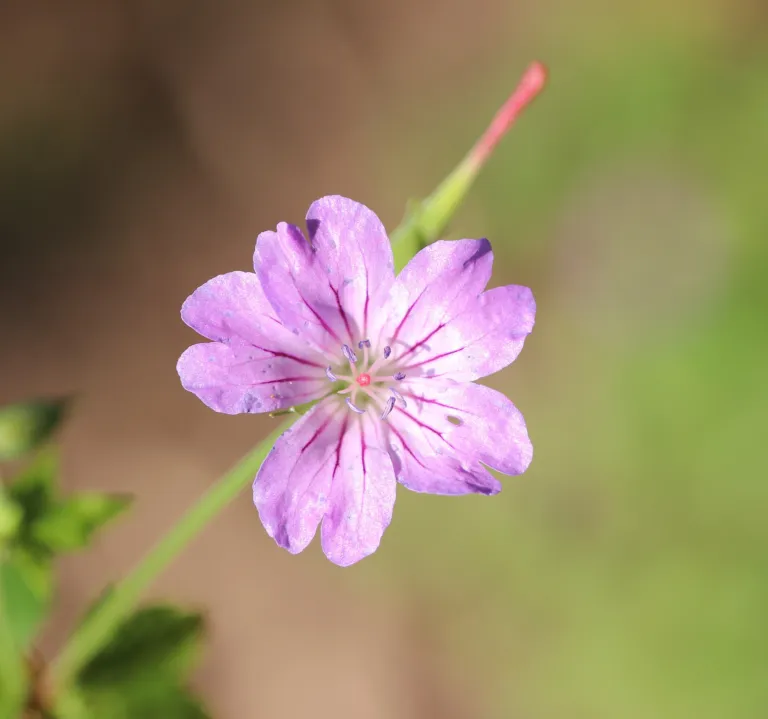 Knotted Crane's-bill (Geranium nodosum) – flowers in close-up, plant photo