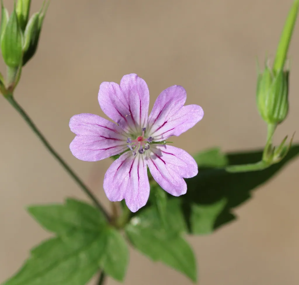 Knotiger Storchschnabel (Geranium nodosum) – Blüten in Nahaufnahme, Pflanzenfoto