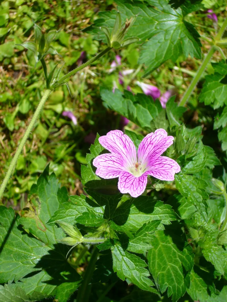 Geranium oxonianum – (Geranium oxonianum) – Blüten in Nahaufnahme, Pflanzenfoto