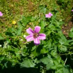 Druce's Crane's-bill (Geranium oxonianum) – plant photo