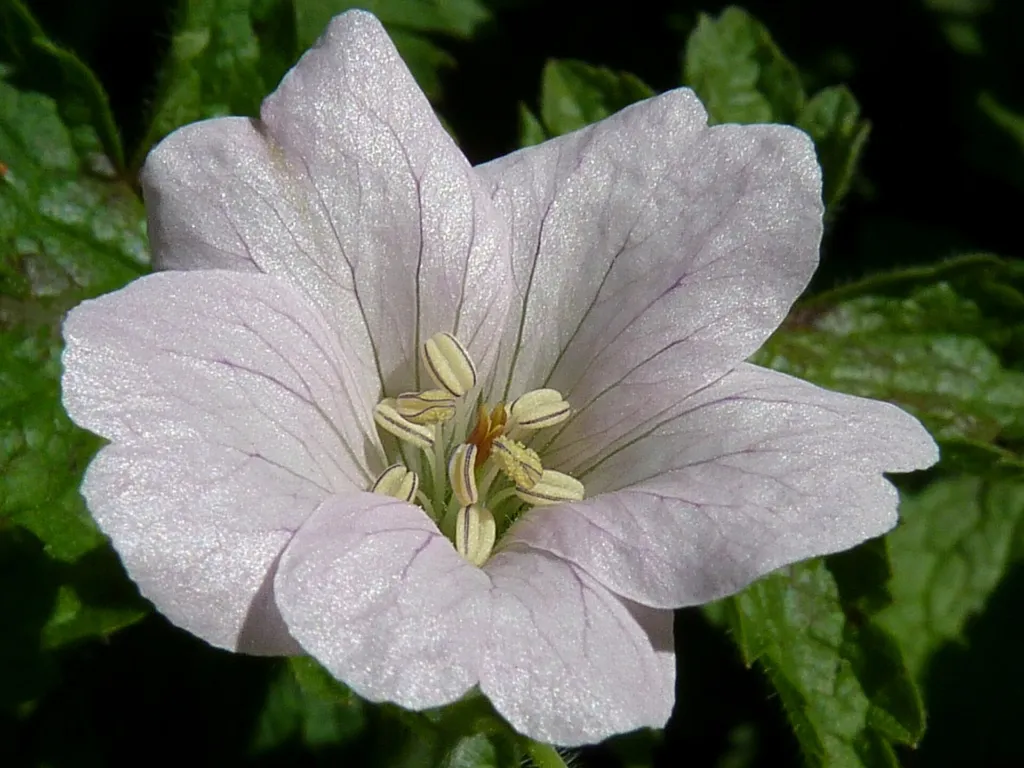 Geranium oxonianum – (Geranium oxonianum) – im Garten, Pflanzenfoto